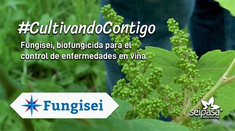 Fungicida Microbiológico Para El Control De Enfermedades En Viña Fungisei Youtube