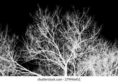 Bare Tree Branches On Black Background Stock Photo Edit Now 171468950