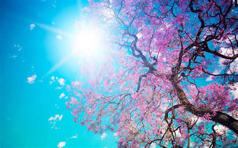 1366x768 resolution | pink cherry blossom tree under blue sky HD ...