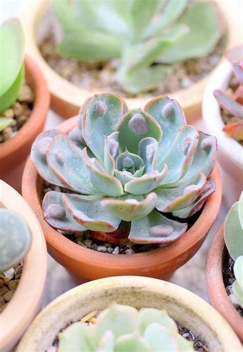 Echeveria Raindrops Succulent Echeveria Raindrops Echeveria Succulents