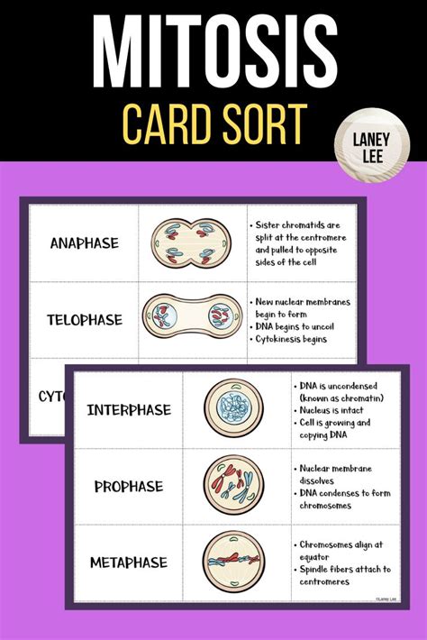 Mitosis And The Cell Cycle Card Sort Mitosis Cell Cycle Middle