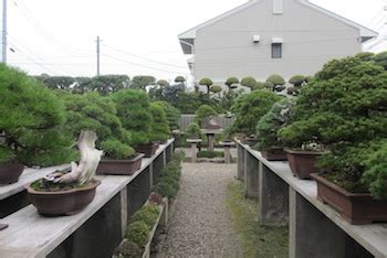 Vườn cây của bậc thầy Bonsai Masahiko Kimura s Bonsai garden Cỏ Dại