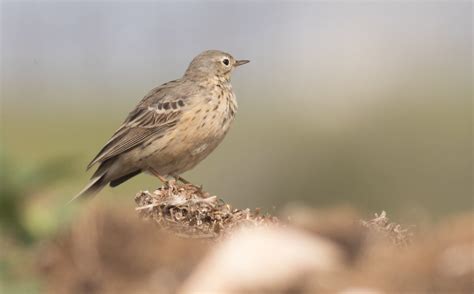 Siberian Buff Bellied Pipit Anthus Rubescens Japonicus T Flickr