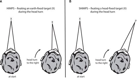 A Schematic View Of The Brainstem Showing The Basic Projections