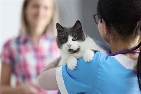 9 Most Common Illnesses And Diseases In Cats Our Vet Answers Catster