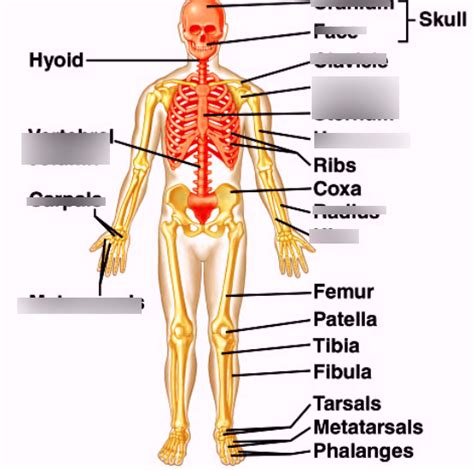 Unit 1 Diagram Quizlet