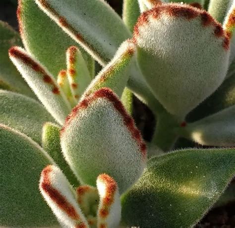 Características Y Cultivo De La Oreja De Gato Kalanchoe Kalanchoe Tomentosa Consejos Para Mi