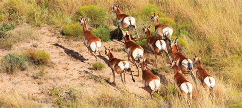 Understanding The Effectiveness Of Aerial Wildlife Surveys