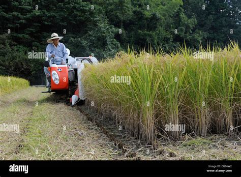 Automatic Rice Harvesting With A Typical Small Combine Harvester Which