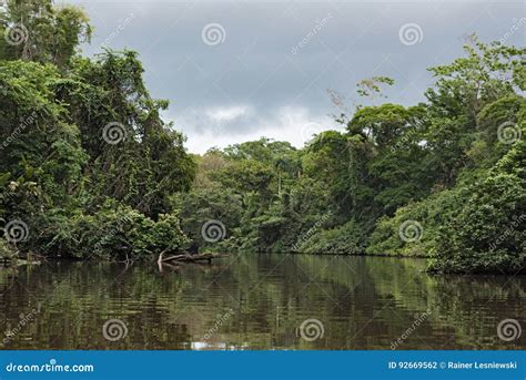 Rainforest on the Banks of the Tortuguero River in Tortuguero National ...