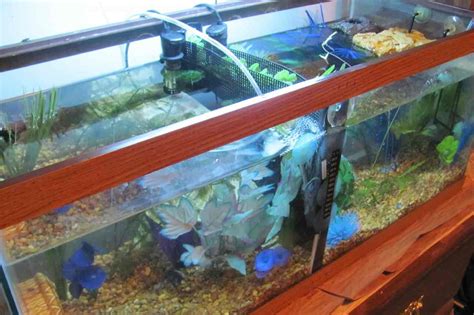 The Right Way To Make A Low Cost Do It Yourself Betta Tank Divider