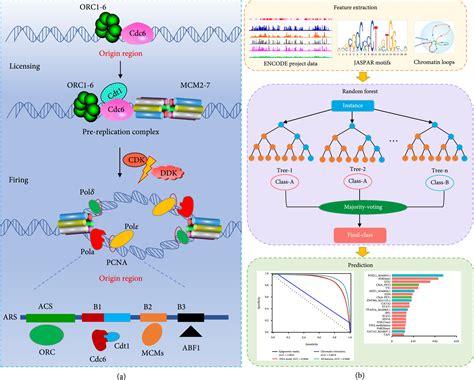 Accurate Identification Of DNA Replication Origin By Fusing Epigenomics