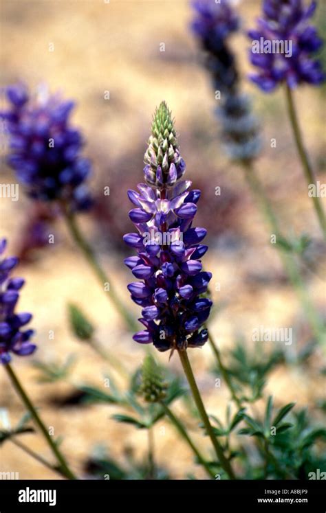 California Mountain wildflowers lupine Stock Photo - Alamy