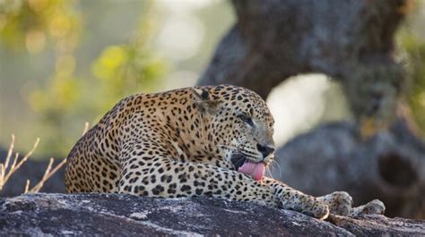 Leopard Eating Images - Free Download on Freepik