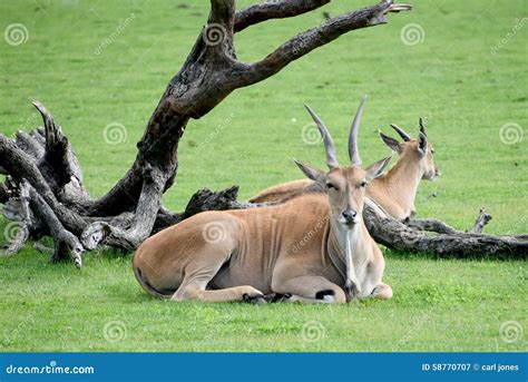 Common Elands Stock Image Image Of Summer Common Elands 58770707