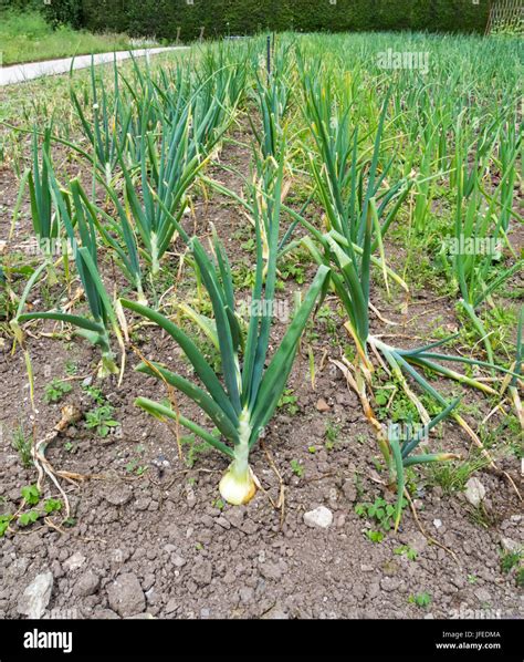 Field Of Onions Ready For Harvest Stock Photo Alamy