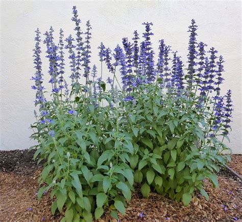 16 Best Types of Sage Varieties to Grow in Your Garden