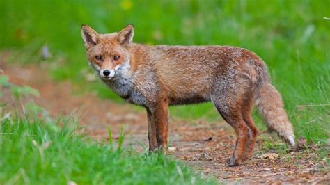 Jura une enquête ouverte après la découverte dun charnier de renards