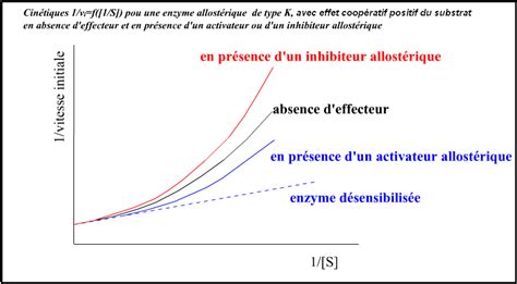 coopérativité enzyme allostérique PDF Cours Exercices Examens