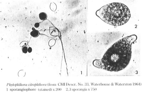 Phytophthora Citrophthora Tecnicoagricolaes