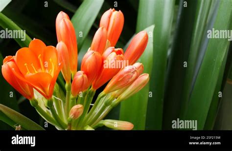 Natal Bush Kafir Lily Flower California USA Clivia Miniata Orange