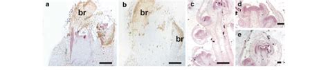 Ae In Situ Localization Of Cflfy Transcripts During Vegetative And