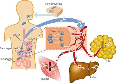 Stoffwechsel K Rper Hormonsystem Menschlicher K Rper