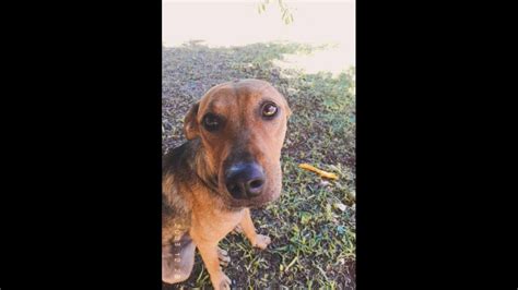 Cachorra Panqueca Desapareceu No Bairro Cascavel Velho CGN O Maior