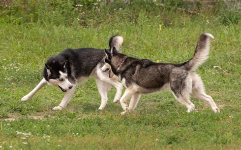 Huskies Convinced They Can See a 'Bunny' Not Prepared for What It ...