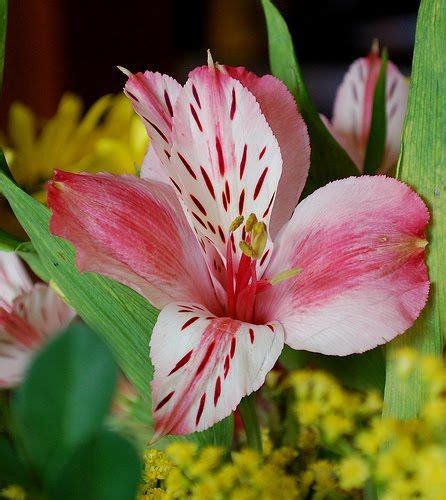 Astrom Lia Saiba Como Cuidar Alstroemeria Hybrida