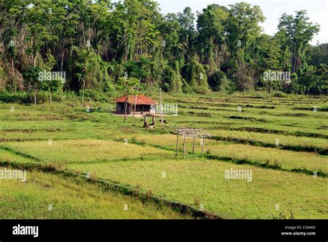 Small Hut Homes Of Tribal Farmer In The Middle Of Rice Paddy Field