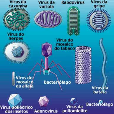 BIOLOGIA E CIÊNCIAS Características Gerais dos Vírus