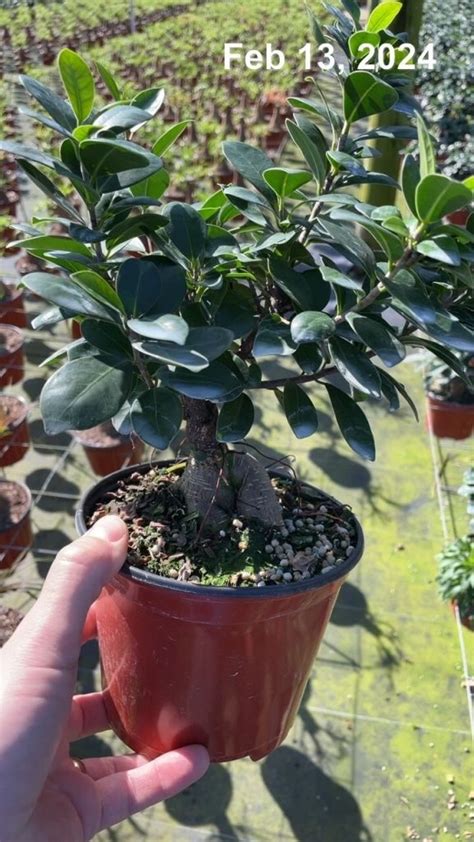 6 Ficus Microcarpa Ginseng Tri State Foliage In House Availability