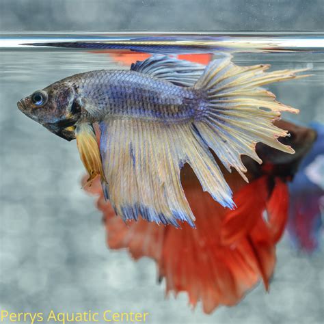 Top 11 Best Tank Mates For Betta Fish