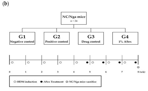 Overview of the in vitro and in vivo experiments. (a) The three steps... | Download Scientific ...