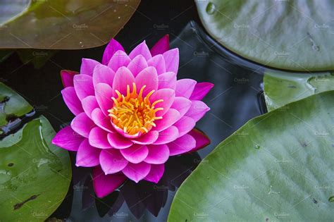 Blue Lotus Flower Meaning Message