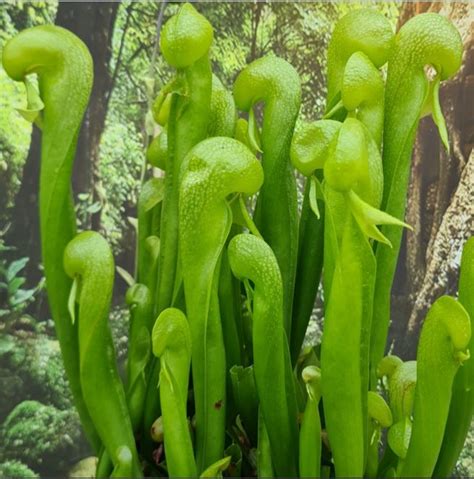 Darlingtonia californica | Farmyard Nurseries