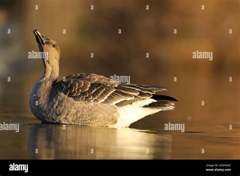 Tundra Bean Goose Anser Serrirostris Apex Park Burnham On Sea Stock