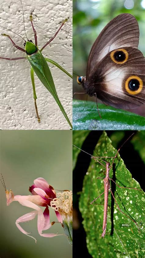 8 insects that imitate animals or objects