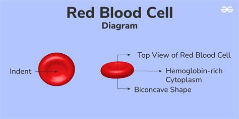 Red Blood Cells - Diagram, Features, and Functions - GeeksforGeeks