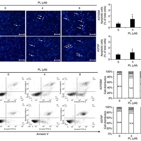 Effect Of PL On Apoptosis In Human Melanoma Cells A Fluorescence