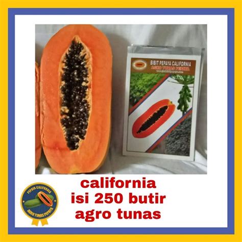 Jual Benih Bibit Pepaya California Di Lapak Agro Tunas Official Bukalapak