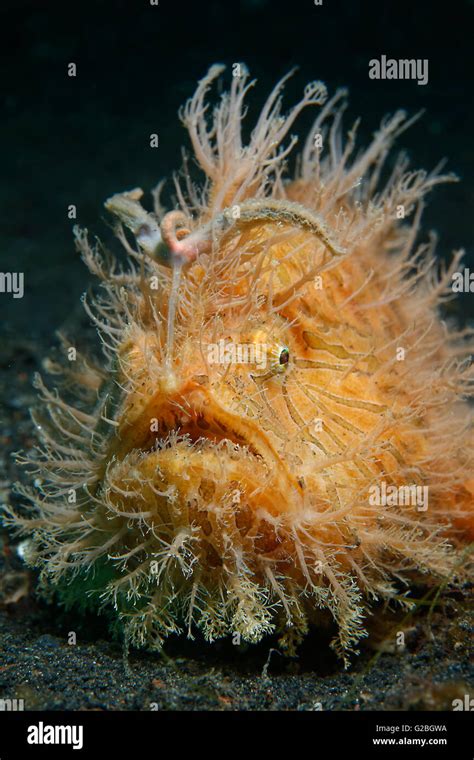 Shaggy Frogfish Or Hispid Frogfish Antennarius Hispidus Great