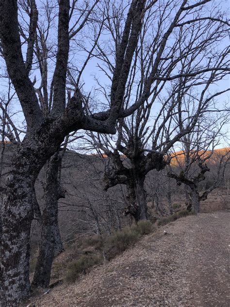 Stela Ar Feiniel On Twitter El Robledal Centenario De Mi Aldea Me