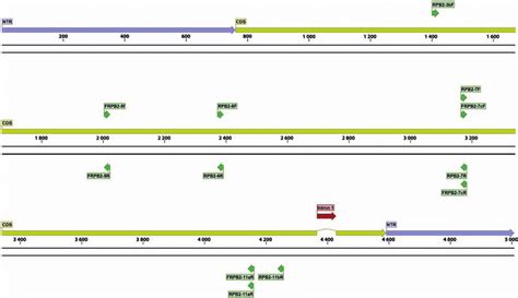 Structural Gene Map And Positional Primer Locations For Fungal Rna