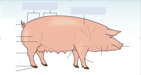 Pig External Anatomy Diagram | Quizlet