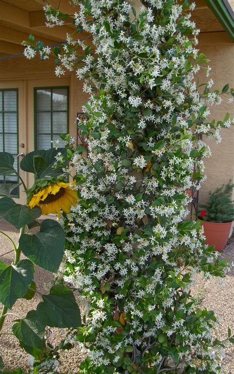 Spectacular Trailing Jasmine Plant Garden Wall Pockets