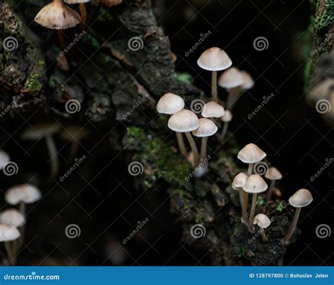 Mycena Poisonous Fungi Small Saprotrophic Mushrooms On Dead Tree In