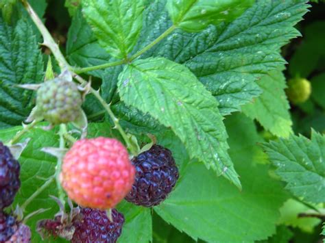 Black Cap Raspberries Gohikingca