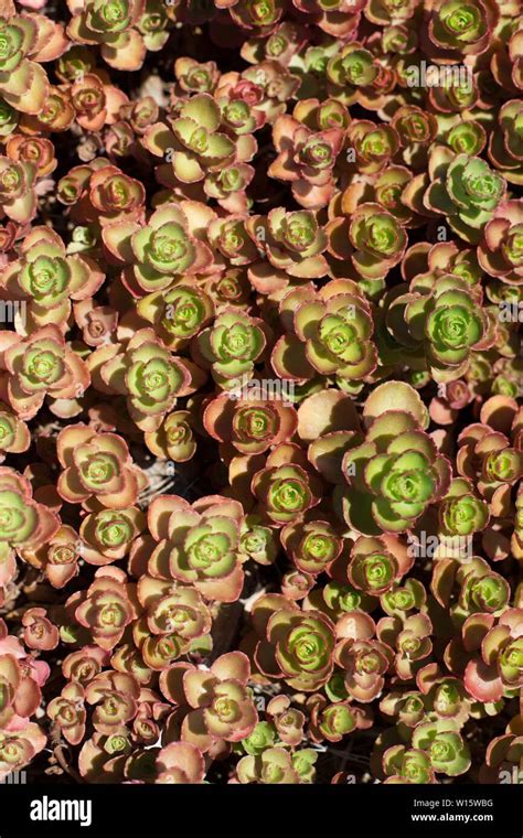 Stonecrop Sedum Spurium Dragons Blood Stock Photo Alamy